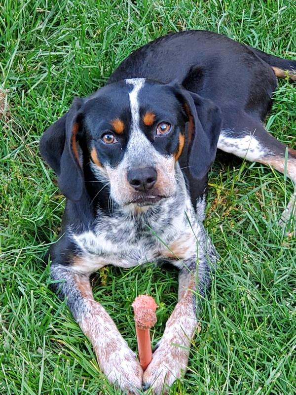 /Images/uploads/Louies Legacy Animal Rescue/cutest-rescue-pet-2023/entries/28171thumb.jpg